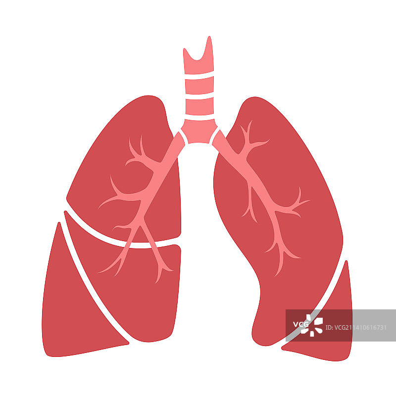 人类肺部插图图片素材