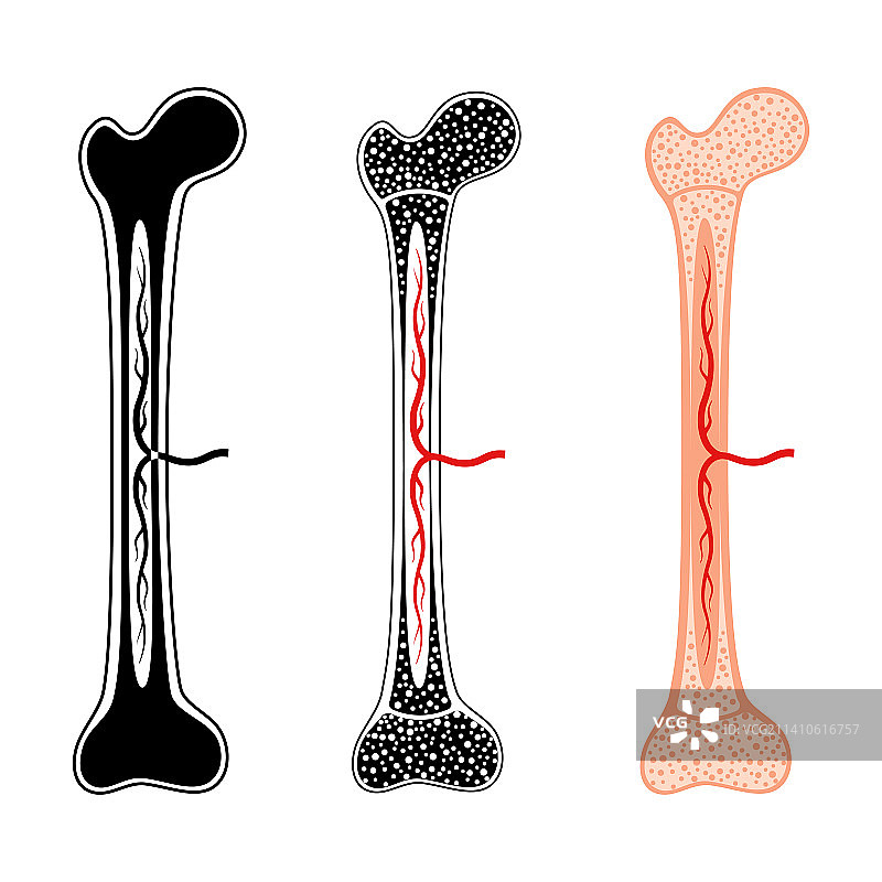 人体骨骼插图图片素材