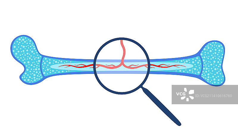 人体骨骼插画图片素材