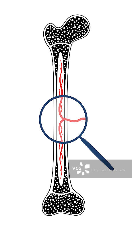 人体骨骼插画图片素材