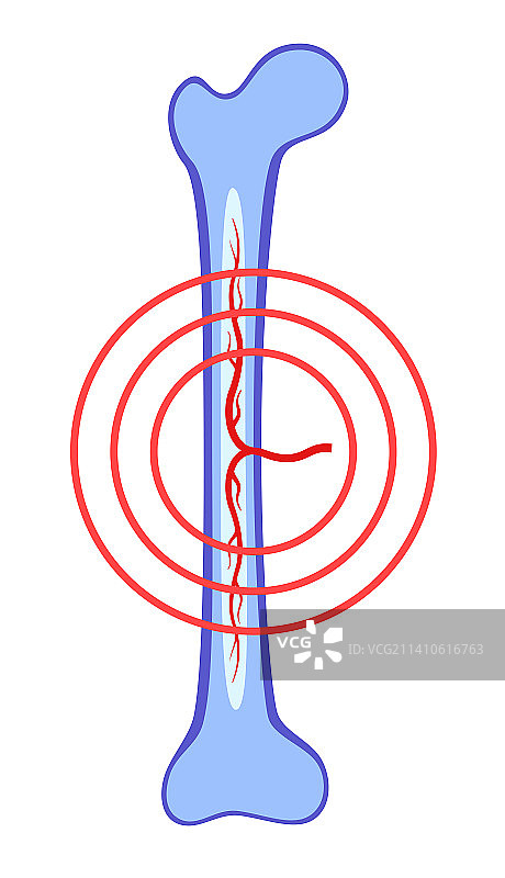 人体骨骼插画图片素材