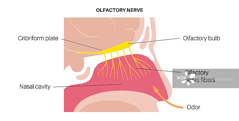 嗅觉系统图图片素材