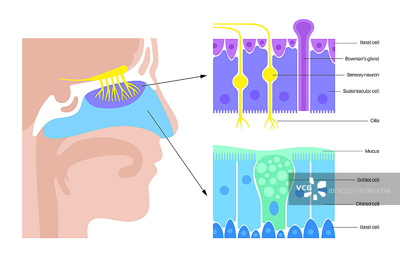 鼻腔解剖结构图图片素材