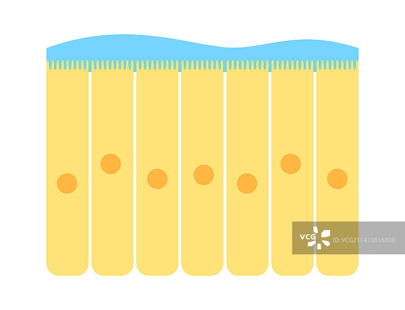 鼻腔上皮组织插图图片素材