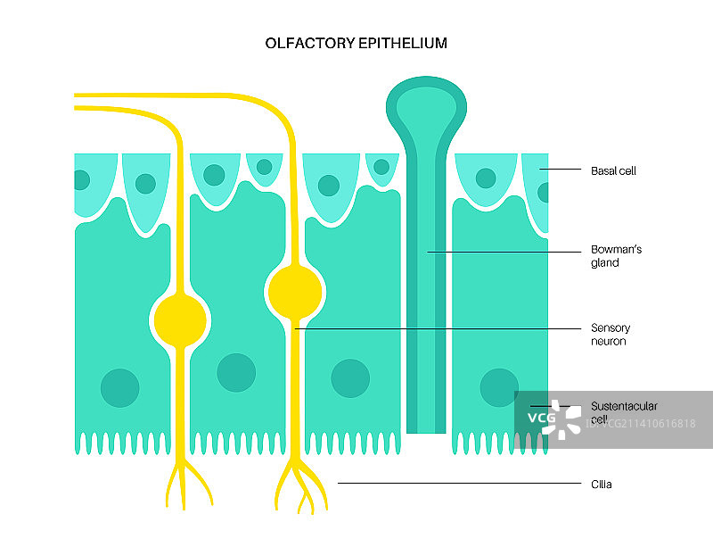 嗅觉上皮组织结构示意图图片素材