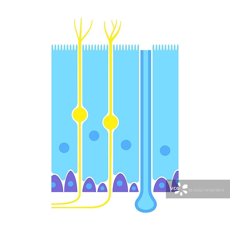 嗅觉上皮组织结构示意图图片素材