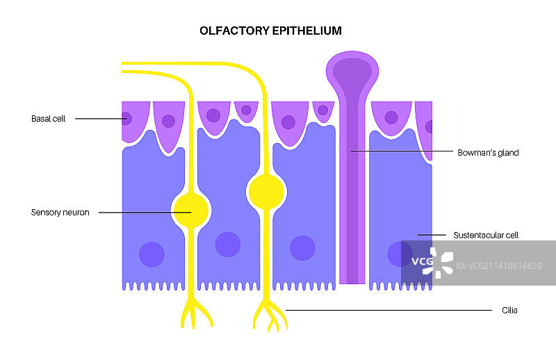 嗅觉上皮组织结构示意图图片素材