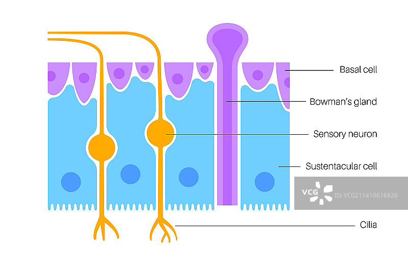 嗅觉上皮组织结构示意图图片素材