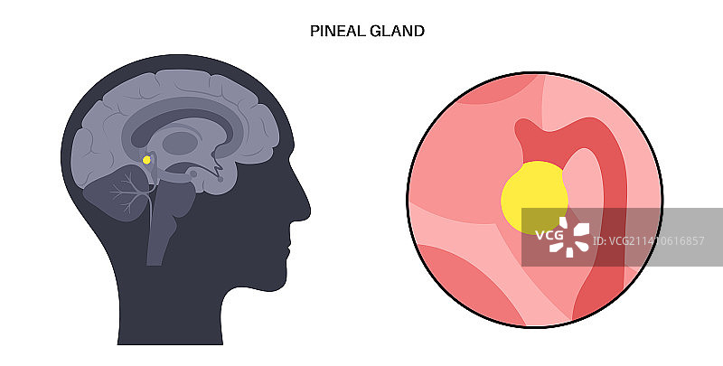 松果体插图图片素材