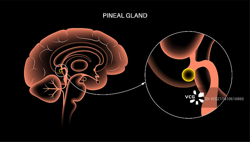 松果体插图图片素材