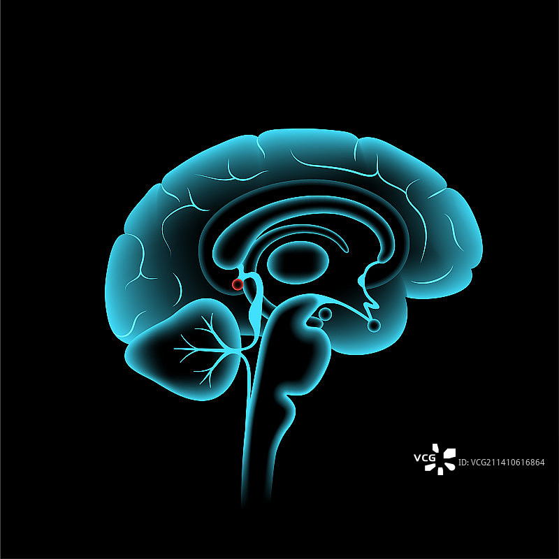 松果体插图图片素材