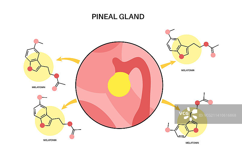 松果体插图图片素材