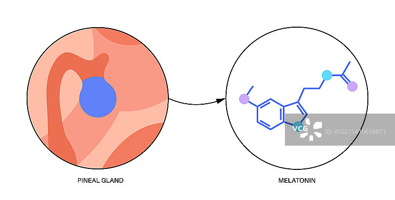 松果体插图图片素材