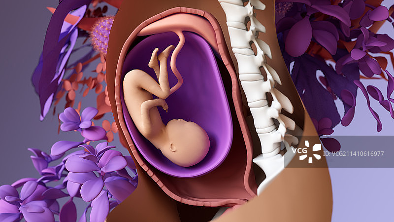 子宫内的胎儿插图图片素材