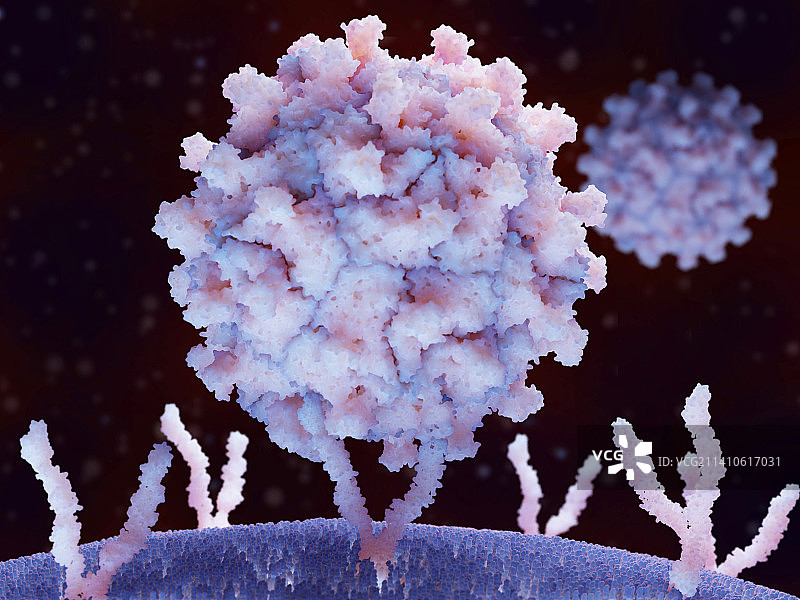 柯萨奇病毒与人细胞结合，图示图片素材