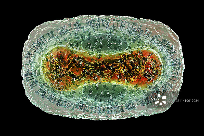 猴痘病毒颗粒，图示图片素材