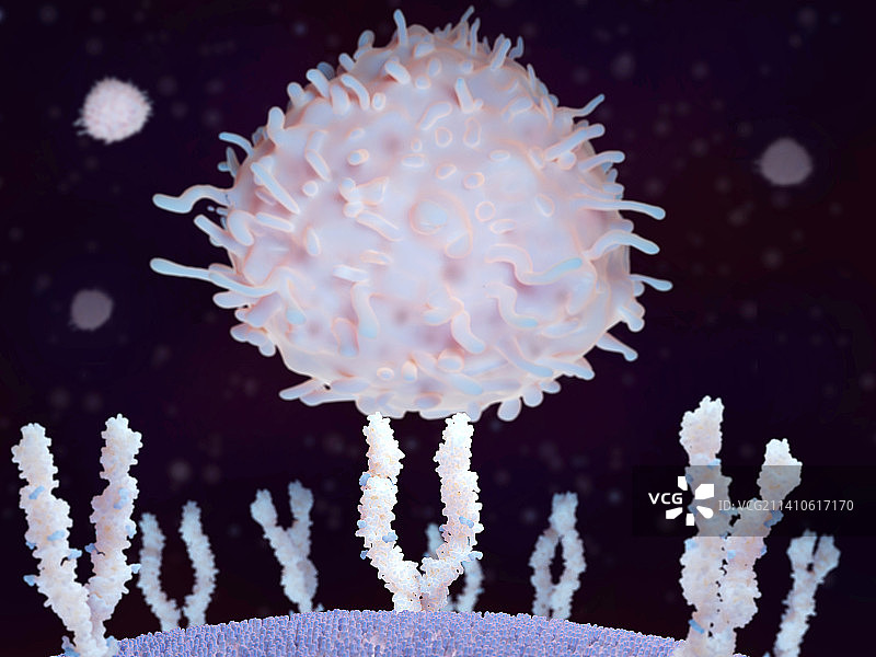 T淋巴细胞与ICAM-1结合示意图图片素材