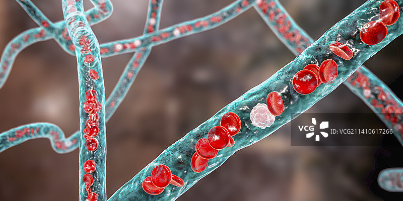 血管插画图片素材