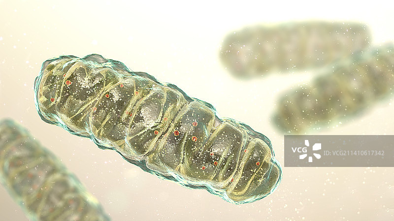 线粒体，图示图片素材