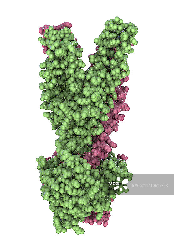 多药转运蛋白分子示意图图片素材