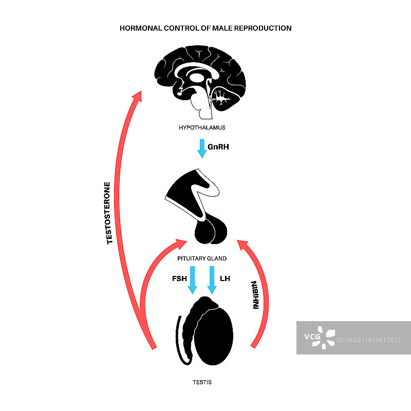 男性生殖激素插图图片素材