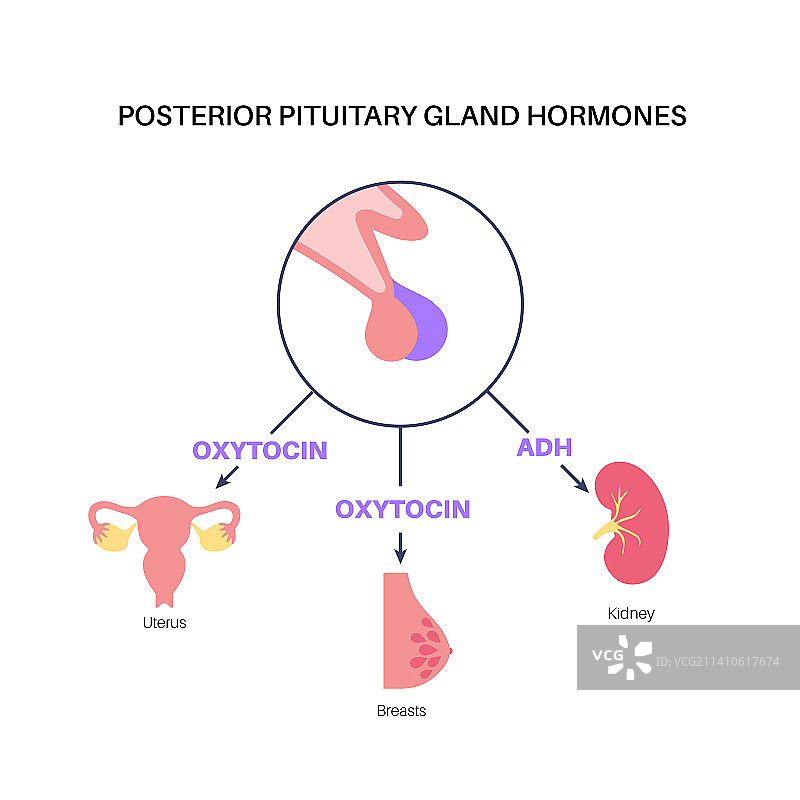 脑垂体激素图示图片素材