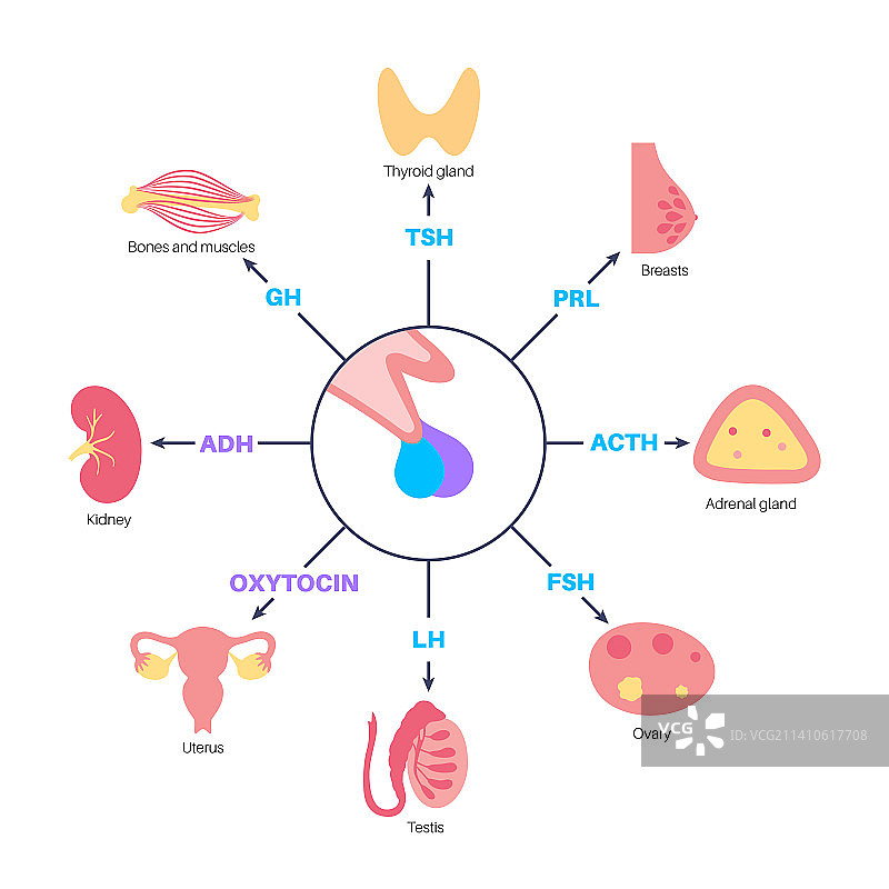 脑垂体激素图示图片素材