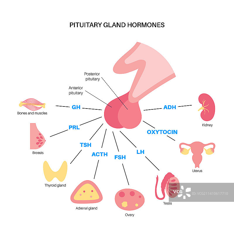 脑垂体激素图示图片素材