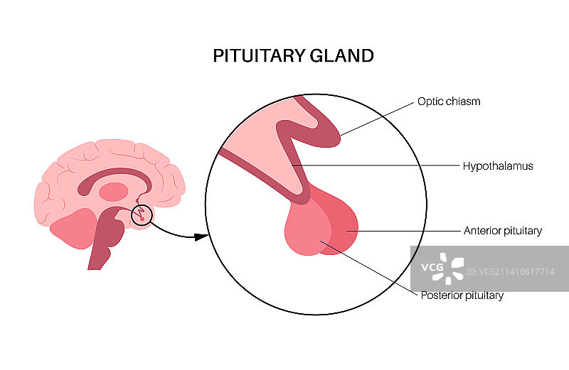 脑垂体解剖结构图图片素材