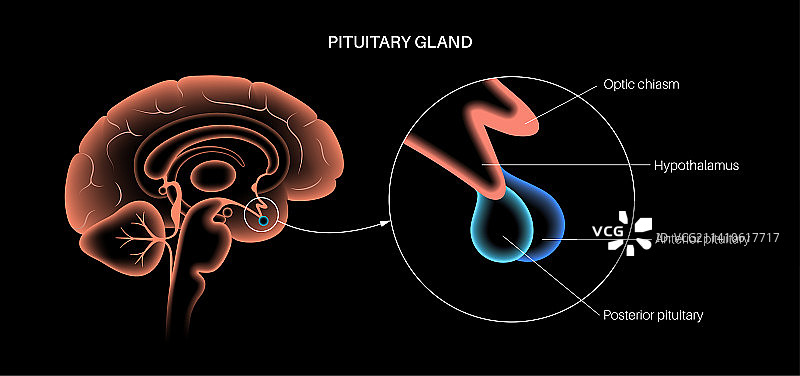 脑垂体解剖结构图图片素材