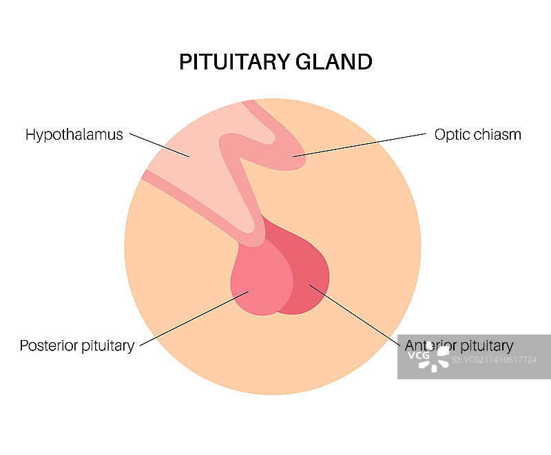 脑垂体解剖结构图图片素材