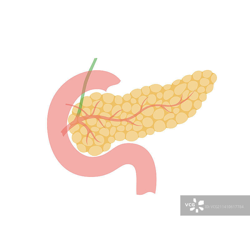 胰腺、插图图片素材