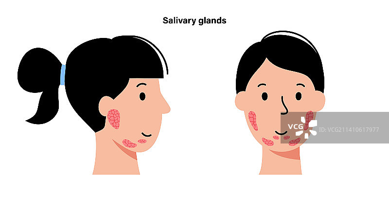 唾液腺，图示图片素材