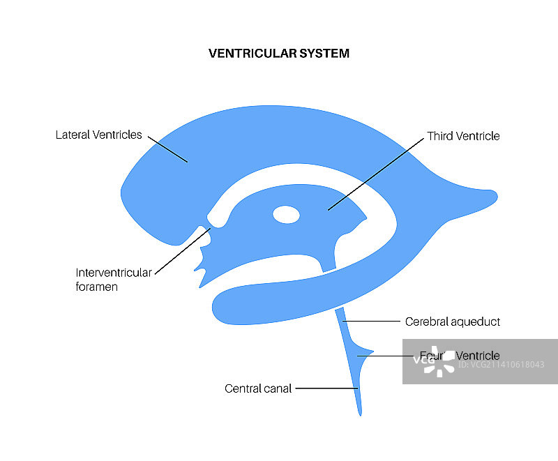 脑室系统图示图片素材