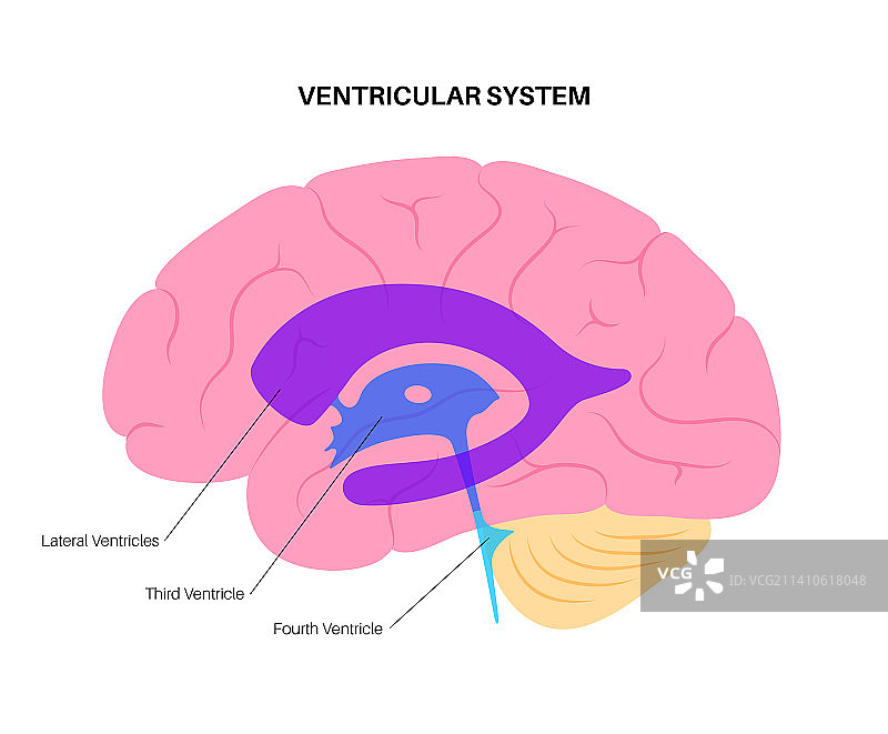 脑室系统图示图片素材