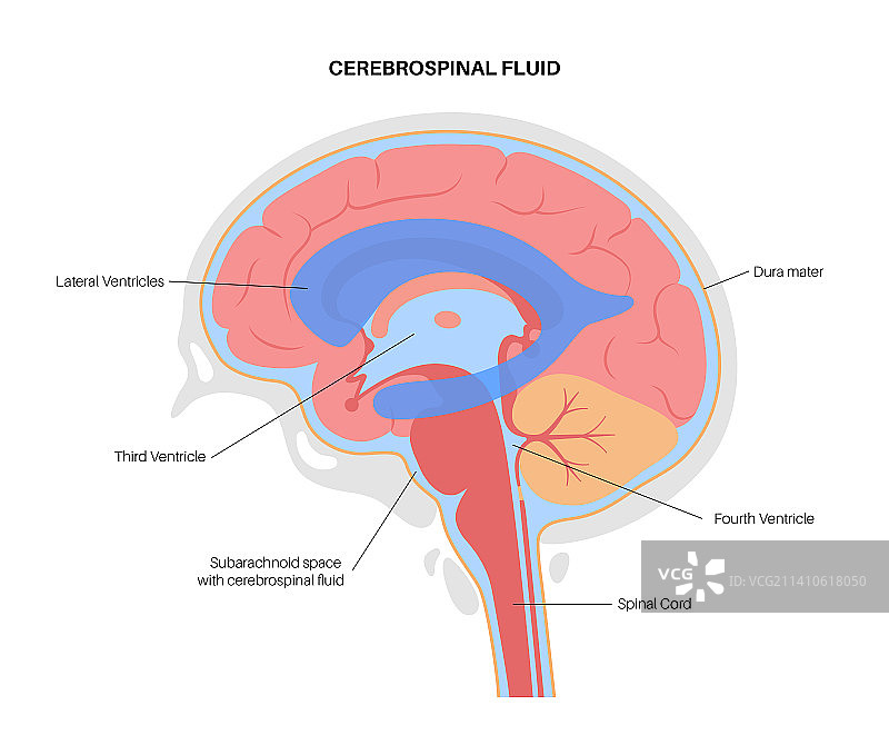 脑室系统图示图片素材