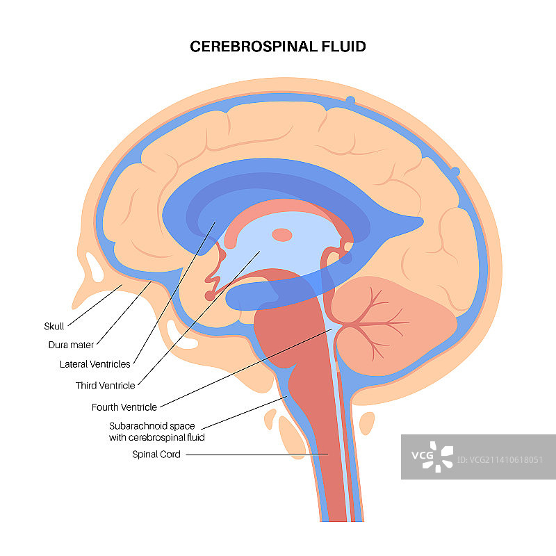 脑室系统图示图片素材