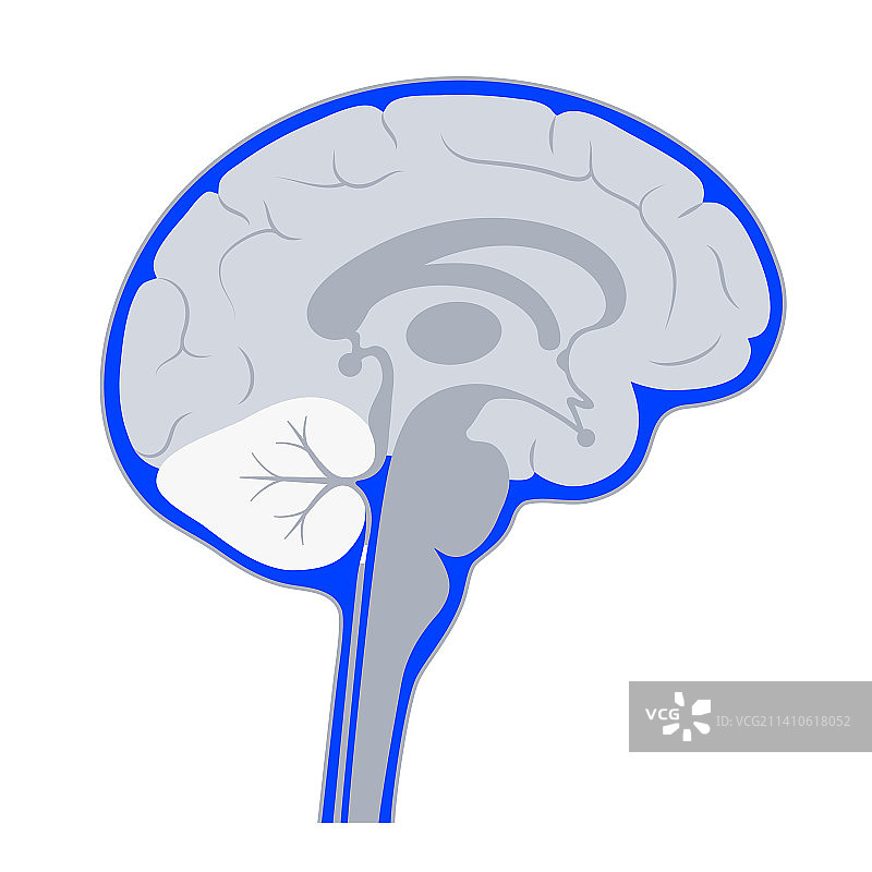 脑室系统图示图片素材