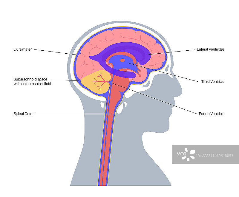 脑室系统图示图片素材