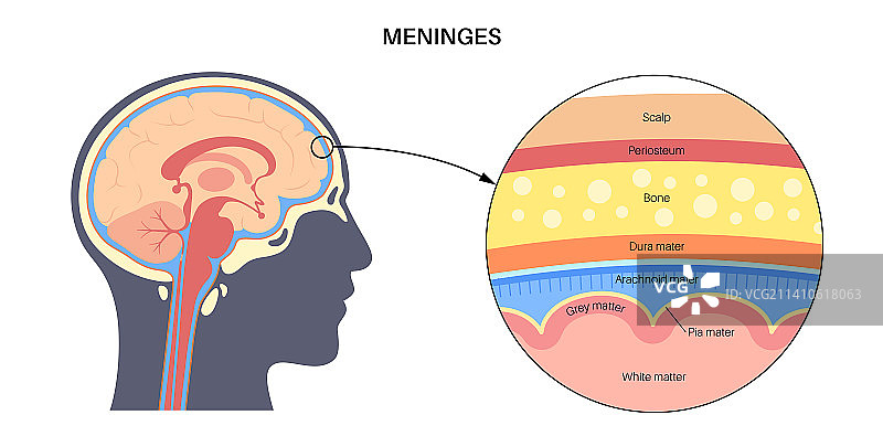 脑膜插画图片素材
