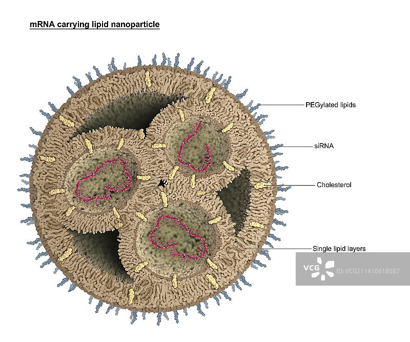 脂质纳米颗粒，图示图片素材