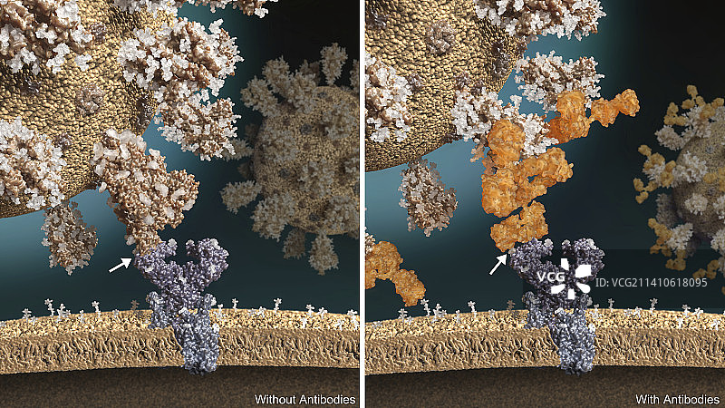 预防感染的抗体插图图片素材