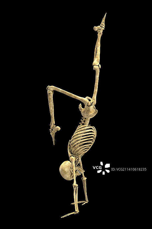 瑜伽姿势的人体骨骼插图图片素材