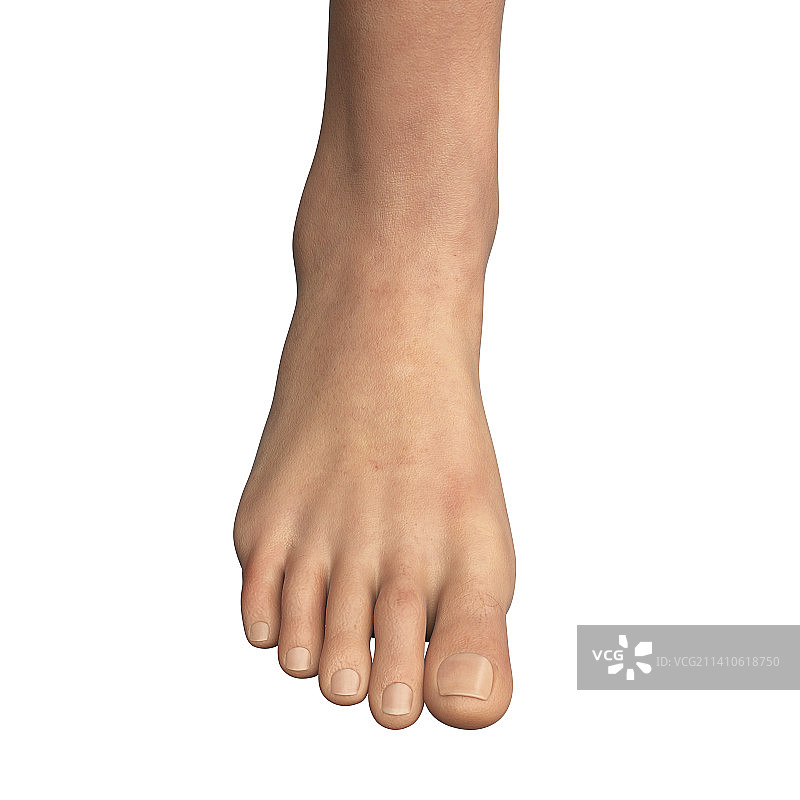女性足部和脚踝插画图片素材