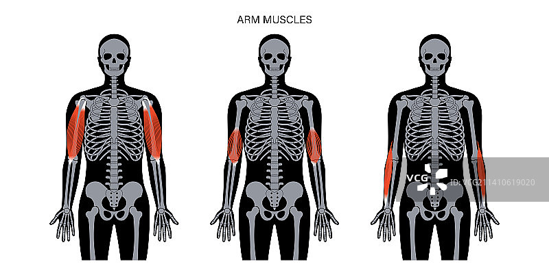 手臂解剖插画图片素材