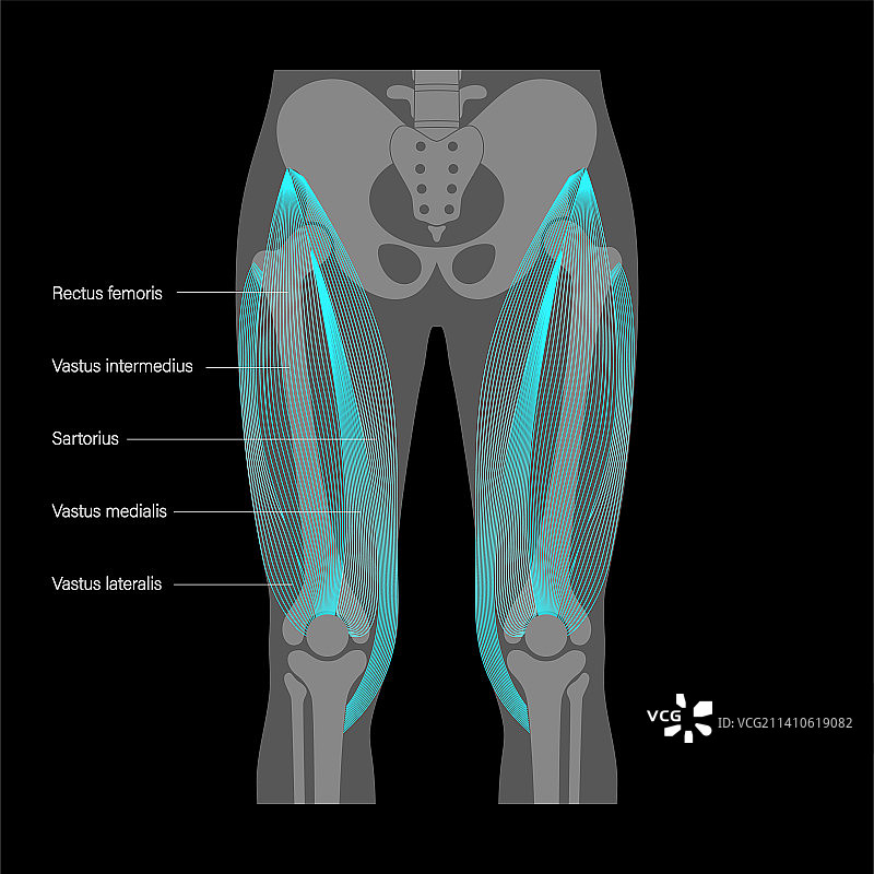 股四头肌解剖结构图图片素材