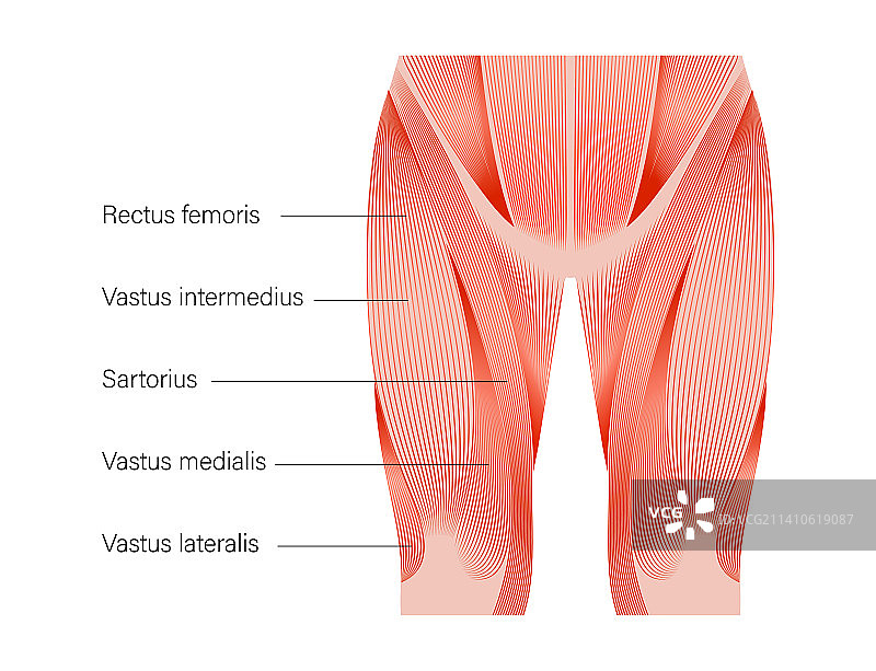股四头肌解剖结构图图片素材