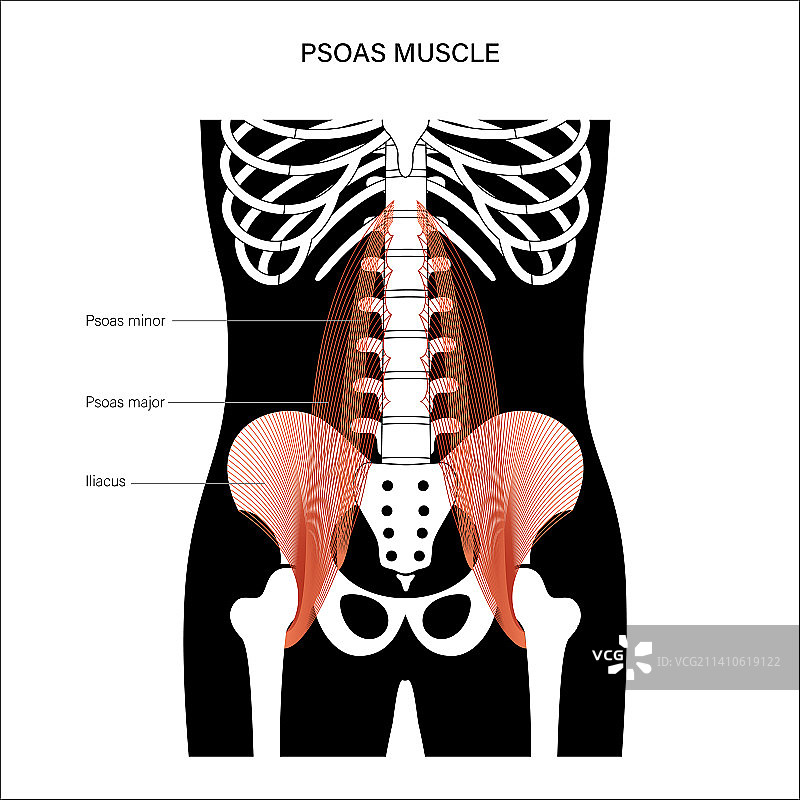 腰大肌插画图片素材
