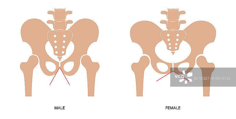 骨盆解剖结构图图片素材
