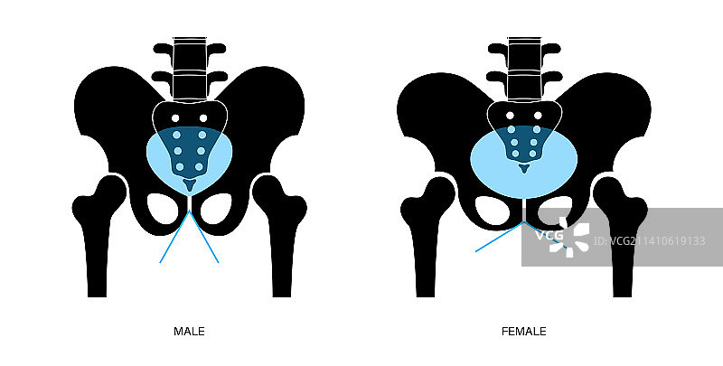 骨盆解剖结构图图片素材
